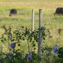 Bison and Flowers