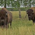 Bison Looking Around