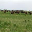 Bison in Pasture