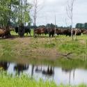 Bison Herd with Reflection